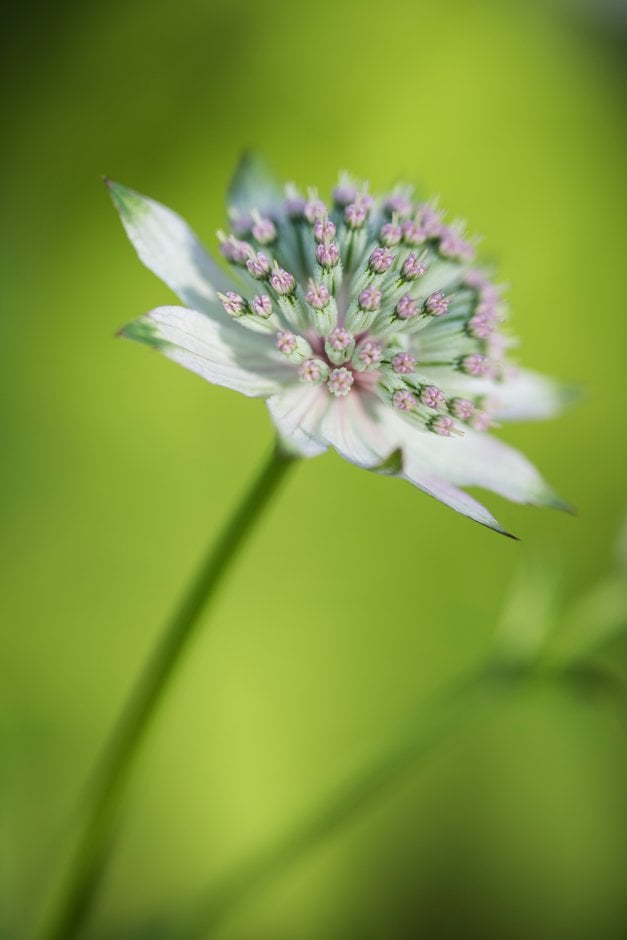 masterwort 'Florence'